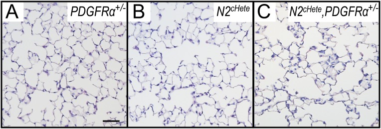 Fig. S5.