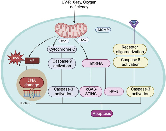 FIGURE 1