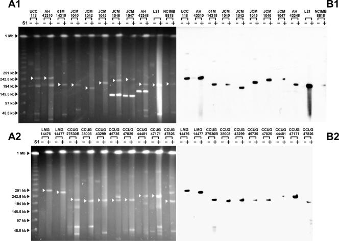 FIG. 1.