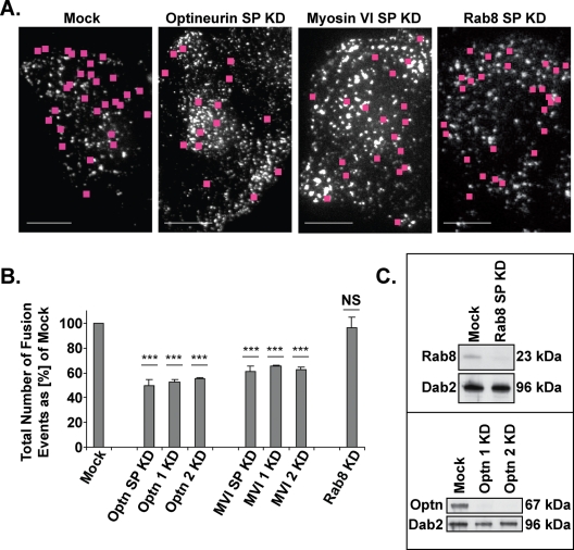 FIGURE 4: