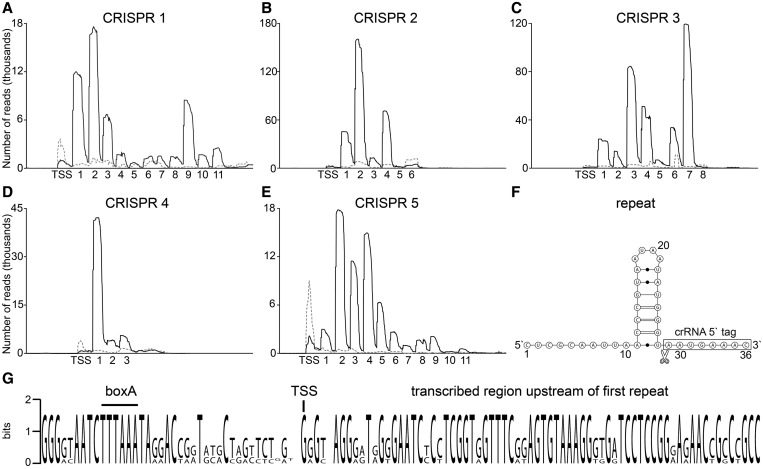 Figure 5.