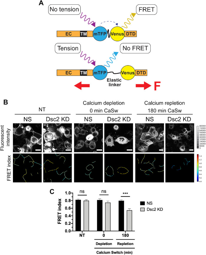 FIGURE 6: