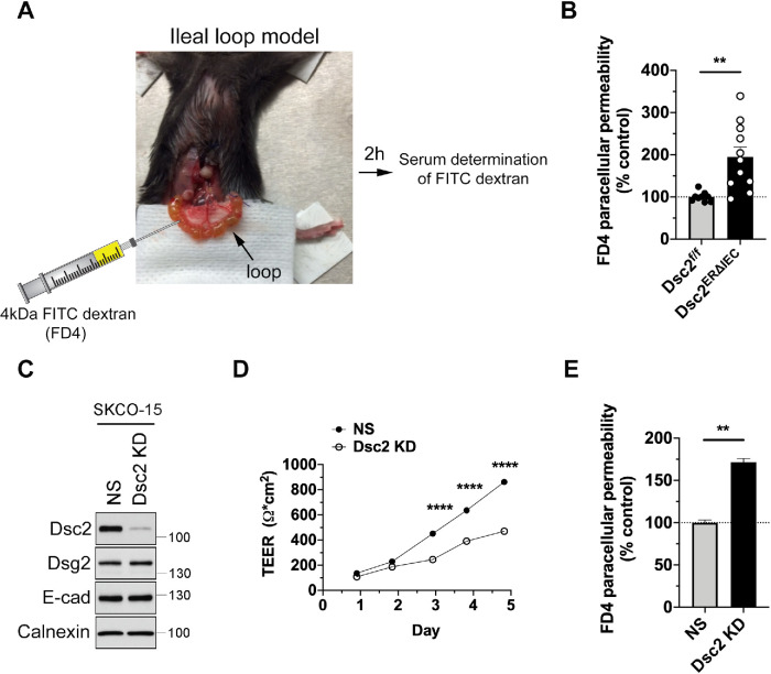 FIGURE 3: