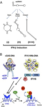 Fig. 1.