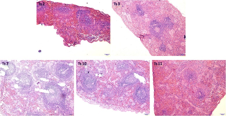 Fig. 6