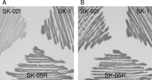 FIG. 5.