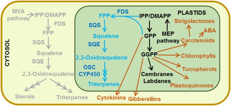 Figure 5.