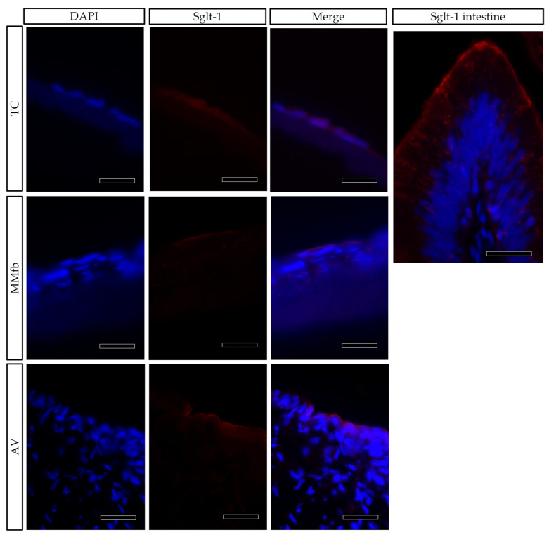 Figure 12