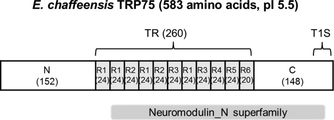 FIG 1 