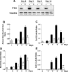 Fig. 8.