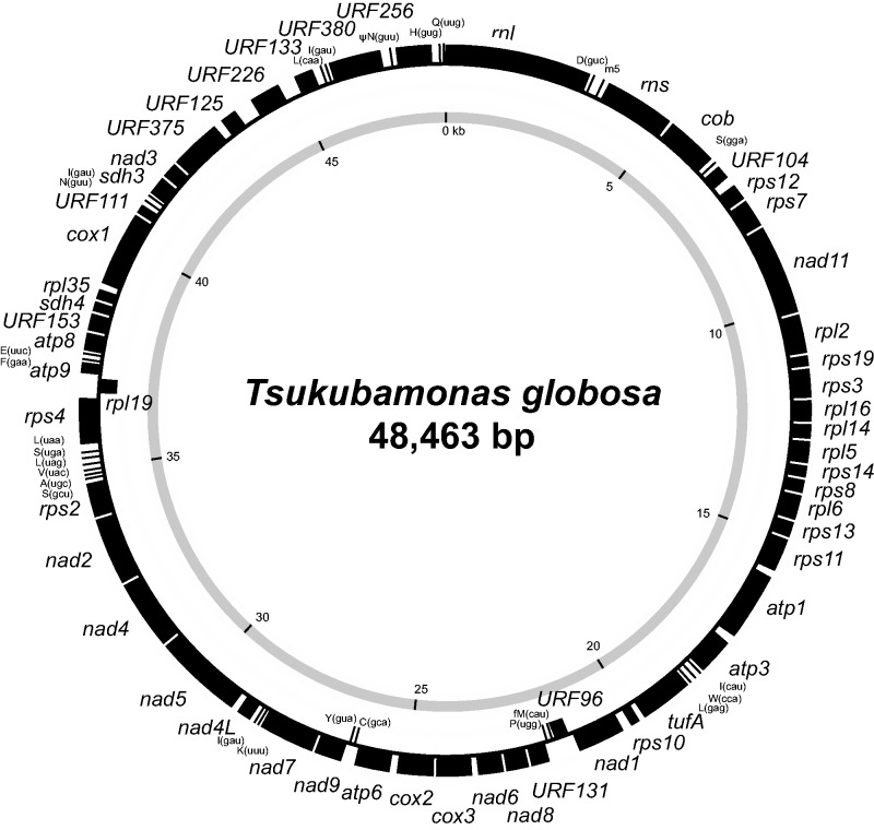 Fig. 3.—