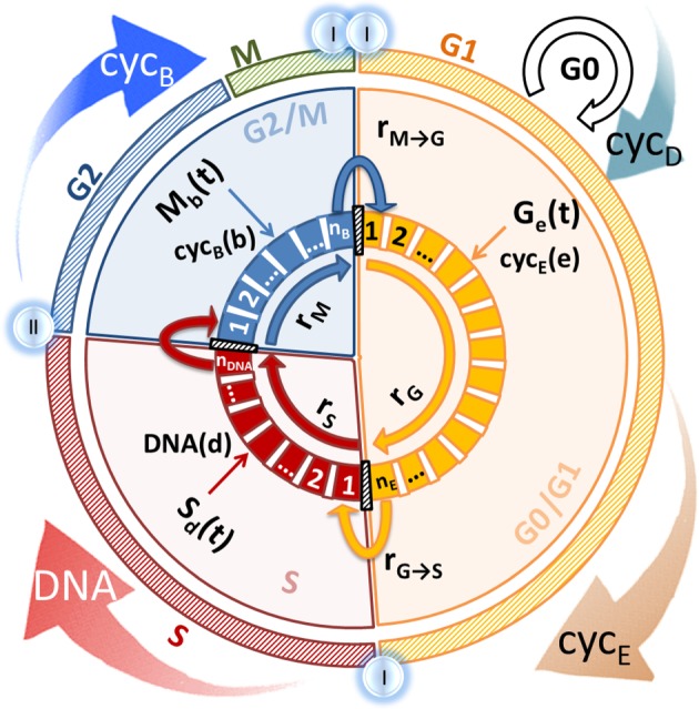 Figure 1.