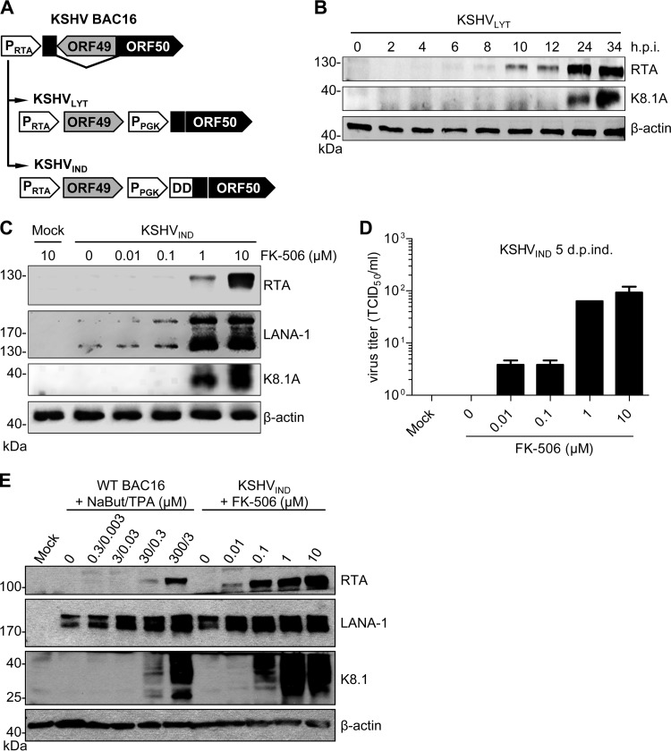 FIG 1