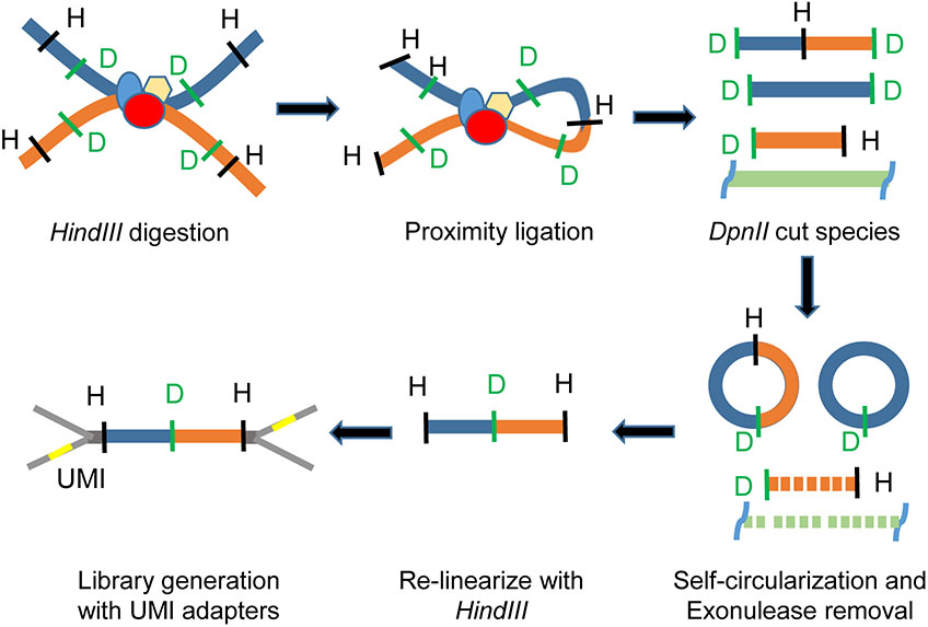 Easy Hi-C: A Low-Input Method for Capturing Genome Organization.