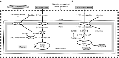 Fig. 3