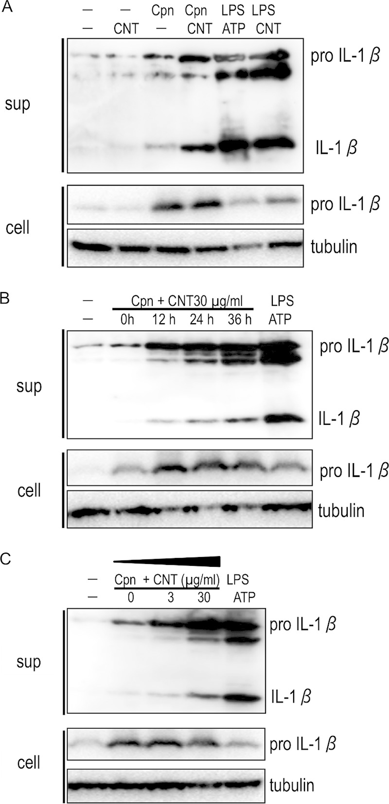 FIG 1