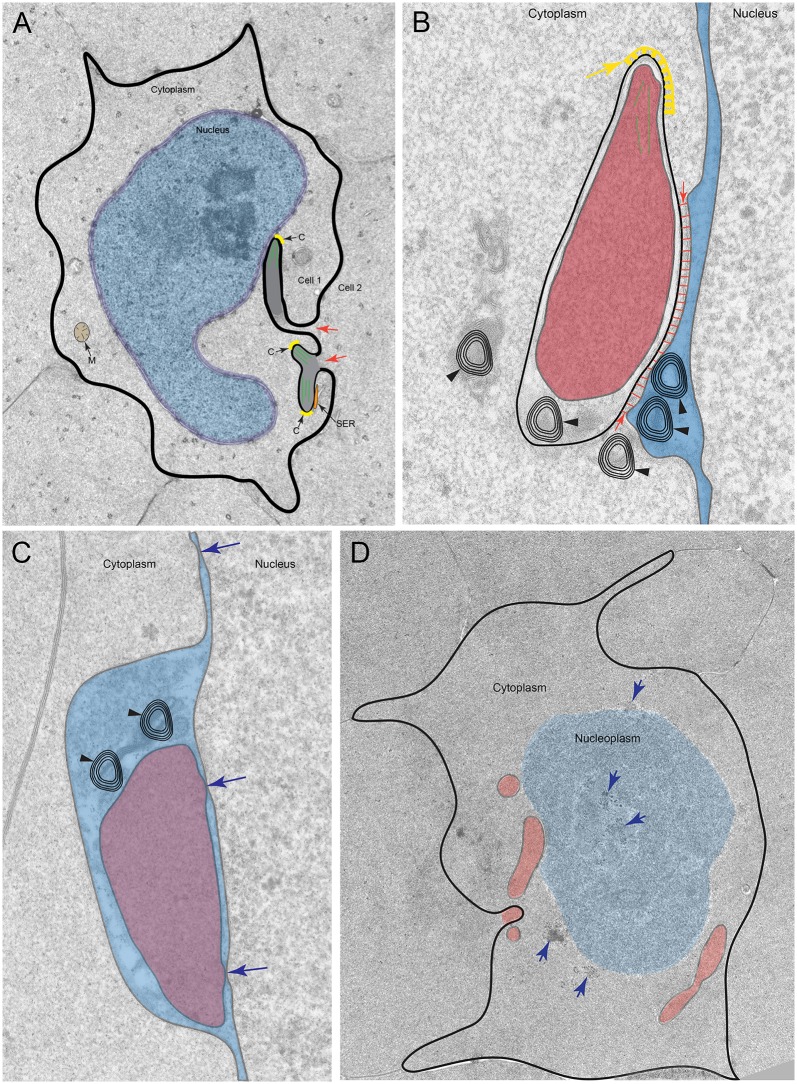 Fig 16