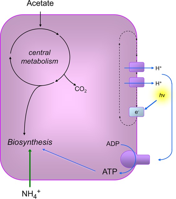 FIG 1