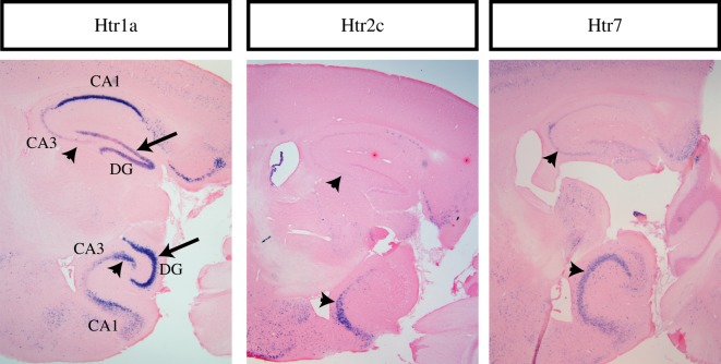 Figure 2.