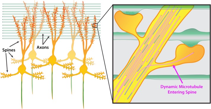 FIGURE 2: