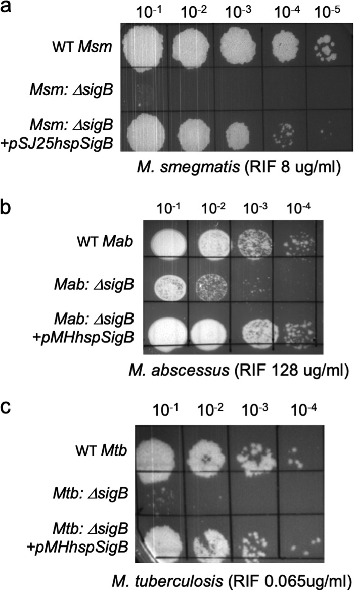 FIG 1