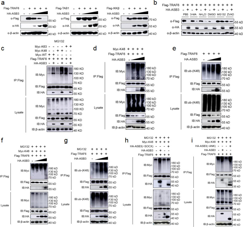 Western blots and immunoprecipitations depict interactions between ASB3, TRAF6, TAB1, IKKβ, ubiquitin modifications (K63 and K48), and the effects of inhibitors on protein levels and ubiquitination. Analysis of ASB3's role in NF-κB pathway modulation.