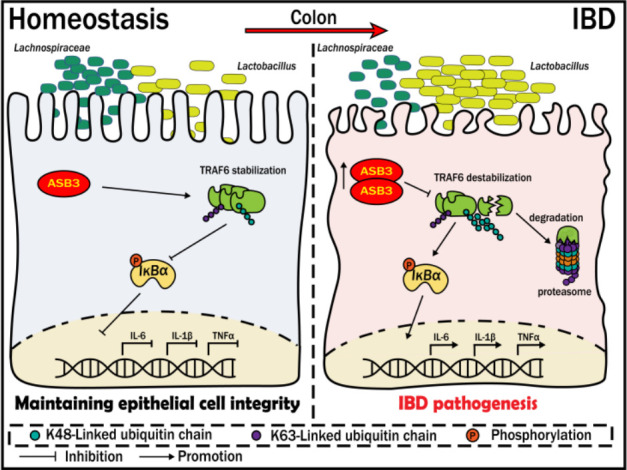 Schematic illustrating ASB3's role in homeostasis and IBD pathogenesis in the colon. In homeostasis, ASB3 stabilizes TRAF6 and reduces IL-6, IL-1β, and TNFα expression. In IBD, ASB3 destabilizes TRAF6 and elevates cytokine expression.