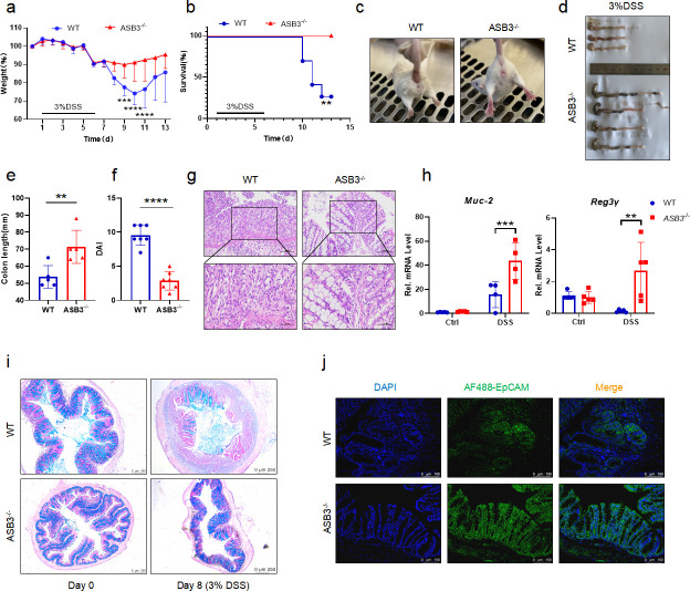 Weight loss, survival, and colon inflammation in DSS-treated WT and ASB3 minus/minus mice. Includes colon length, DAI, histology, mRNA levels of Muc-2 and Reg3γ, and fluorescence in colonic tissues.