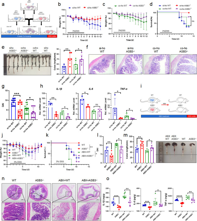 Analysis of DSS colitis in ASB3−/− and WT mice with cohousing and ABX treatment. Panels depict weight change, survival, colon length, histology, DAI, cytokine levels, and gut microbiota effects on inflammation.