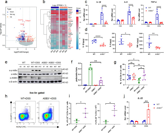 Inflammatory response in WT and ASB3 mice with DSS treatment: mRNA levels, protein levels, and cytokine expression. Includes IL-1β, IL-6, TNF-α mRNA and protein levels, IκBα phosphorylation, IL-22+ ILC3 counts, and heatmap of genes.