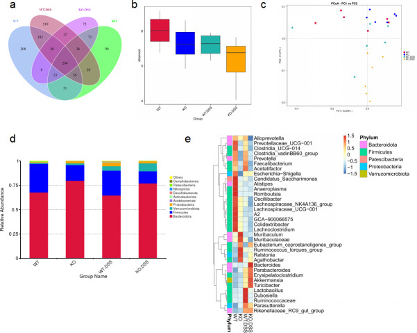 Microbiome analysis in WT and ASB3−/− mice with DSS treatment: Venn diagram of OTUs, alpha diversity, PCA of beta diversity, phylum-level relative abundance, and heatmap of differentially abundant genera.