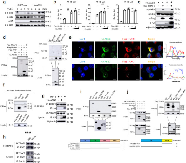 Western blots and luciferase assays depict IκBα phosphorylation, protein interactions (TRAF6 and TRAF3), co-immunoprecipitation, immunofluorescence imaging, and pull-down assays, indicating ASB3's role in modulating NF-κB pathway.