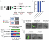 Figure 1.
<b>SKN-1 isoform c is essential for embryonic development</b>