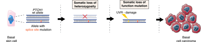 Figure 5: