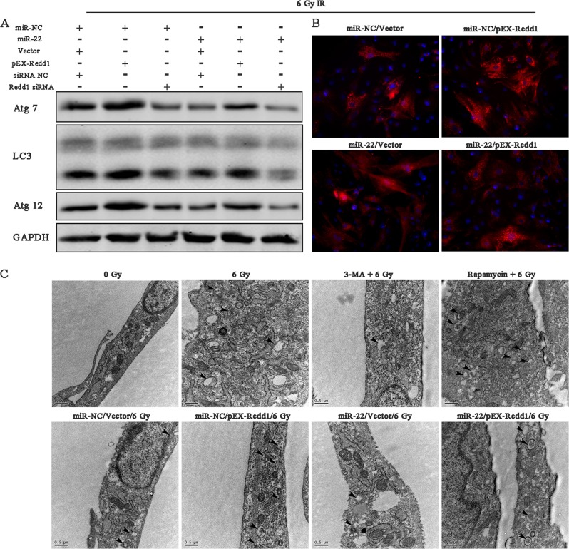 Fig. 11