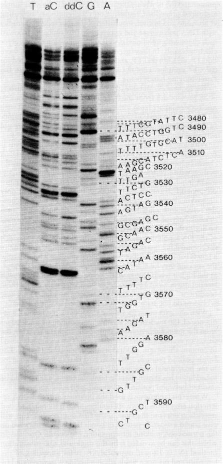 graphic file with name pnas00043-0273-a.jpg