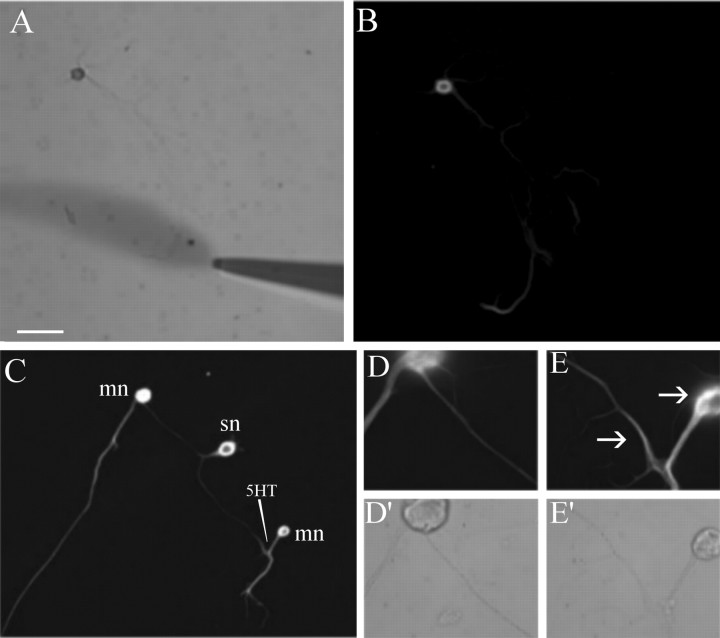 Figure 7.