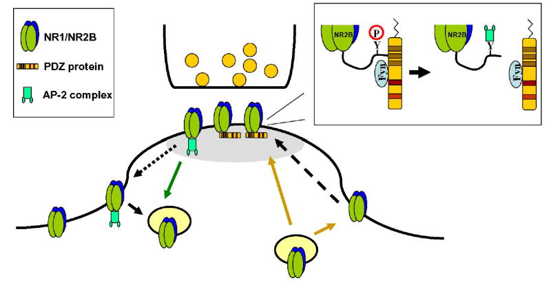 Model summarizing the role of PDZ proteins, AP-2 mediated internalization, and phosphorylation by Fyn kinase in the regulation of NR2B-containing receptors at the synapse