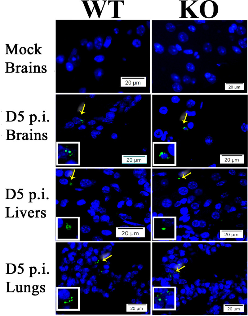 Fig 3