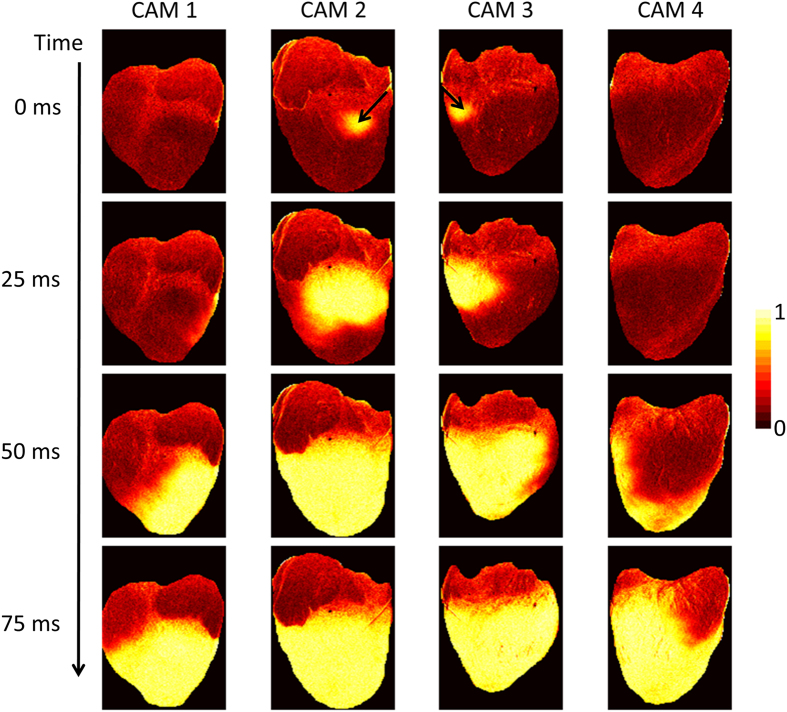 Figure 4