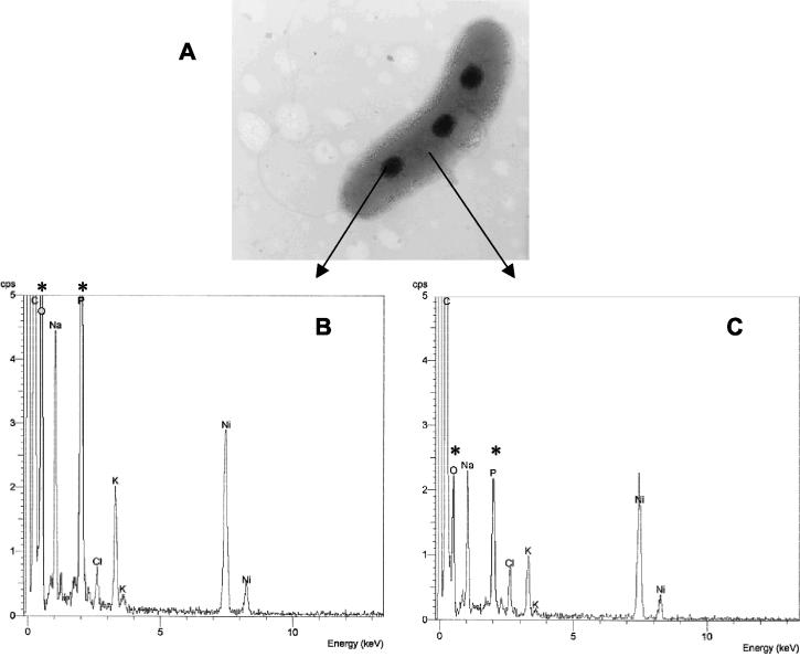 FIG. 2.