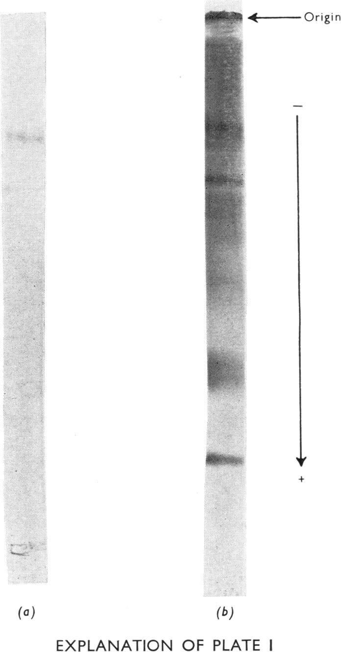 PLATE 1