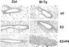 Fig 7.
