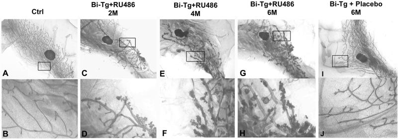 Fig 2.