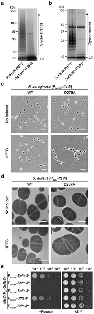 Figure 2: