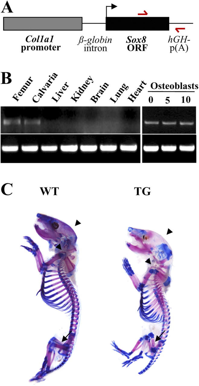 Figure 5.