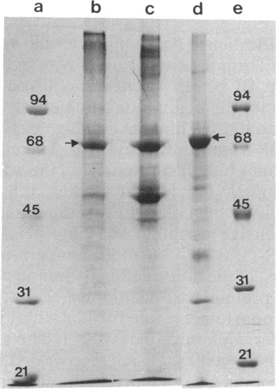 graphic file with name pnas00330-0166-a.jpg