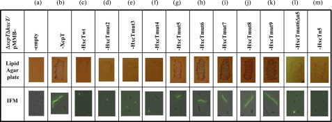 FIGURE 4.