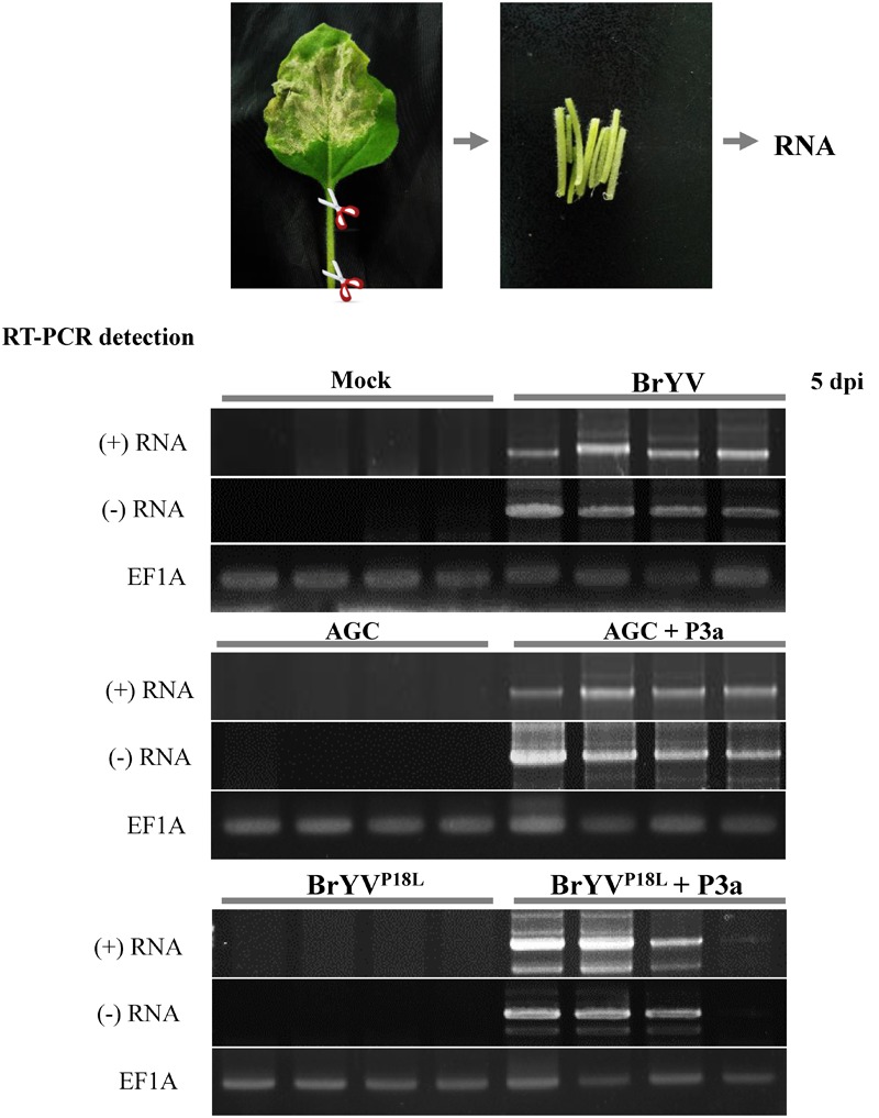 FIGURE 4