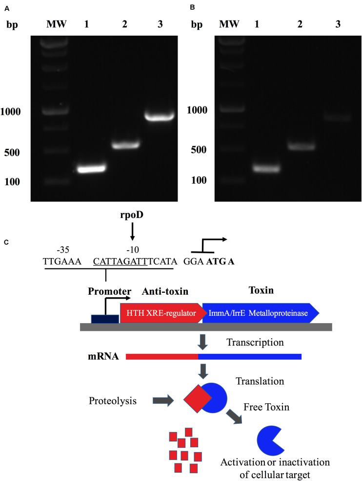 FIGURE 2